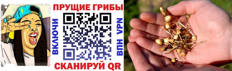 маркетплейс какой сайт  Пестово  Галлюциногенные грибы Cubensis 
